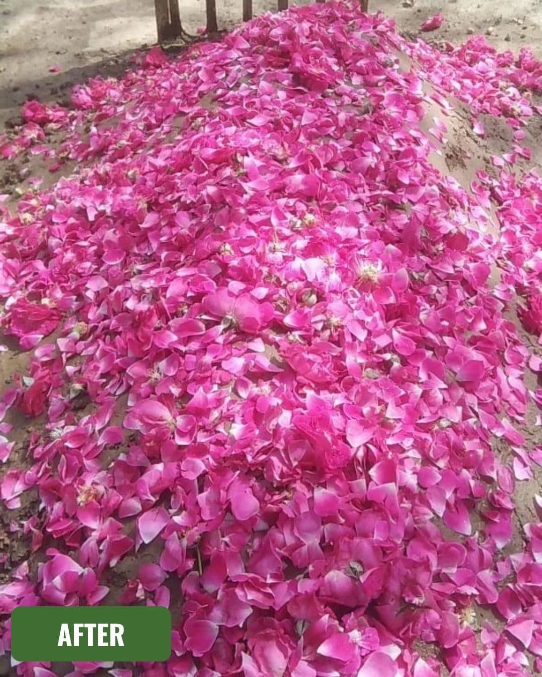 Grave after cleaning in Peshawar