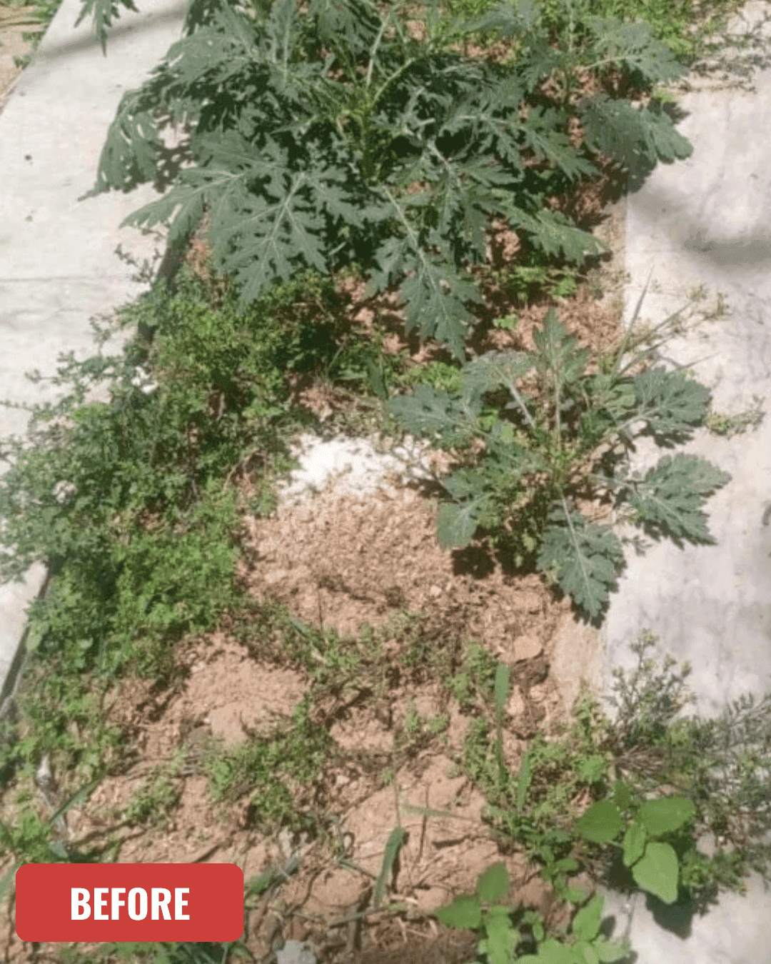 Grave before cleaning in Peshawar