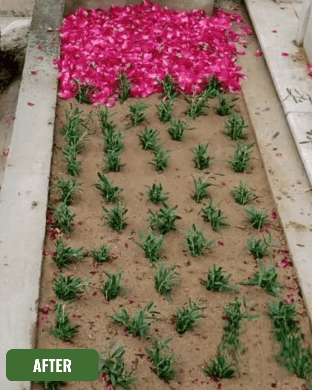 Grave after cleaning in Multan