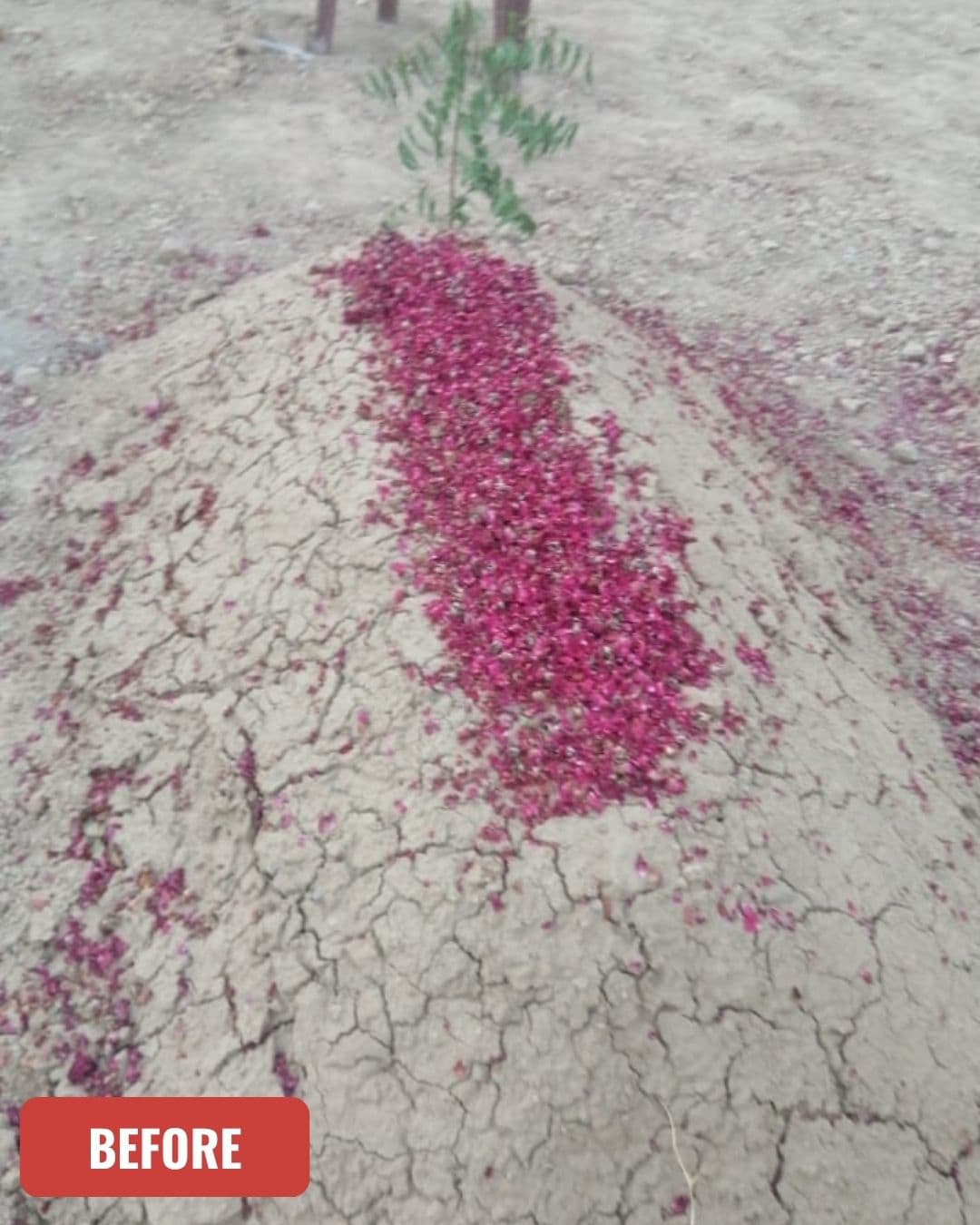 Grave before cleaning in Quetta