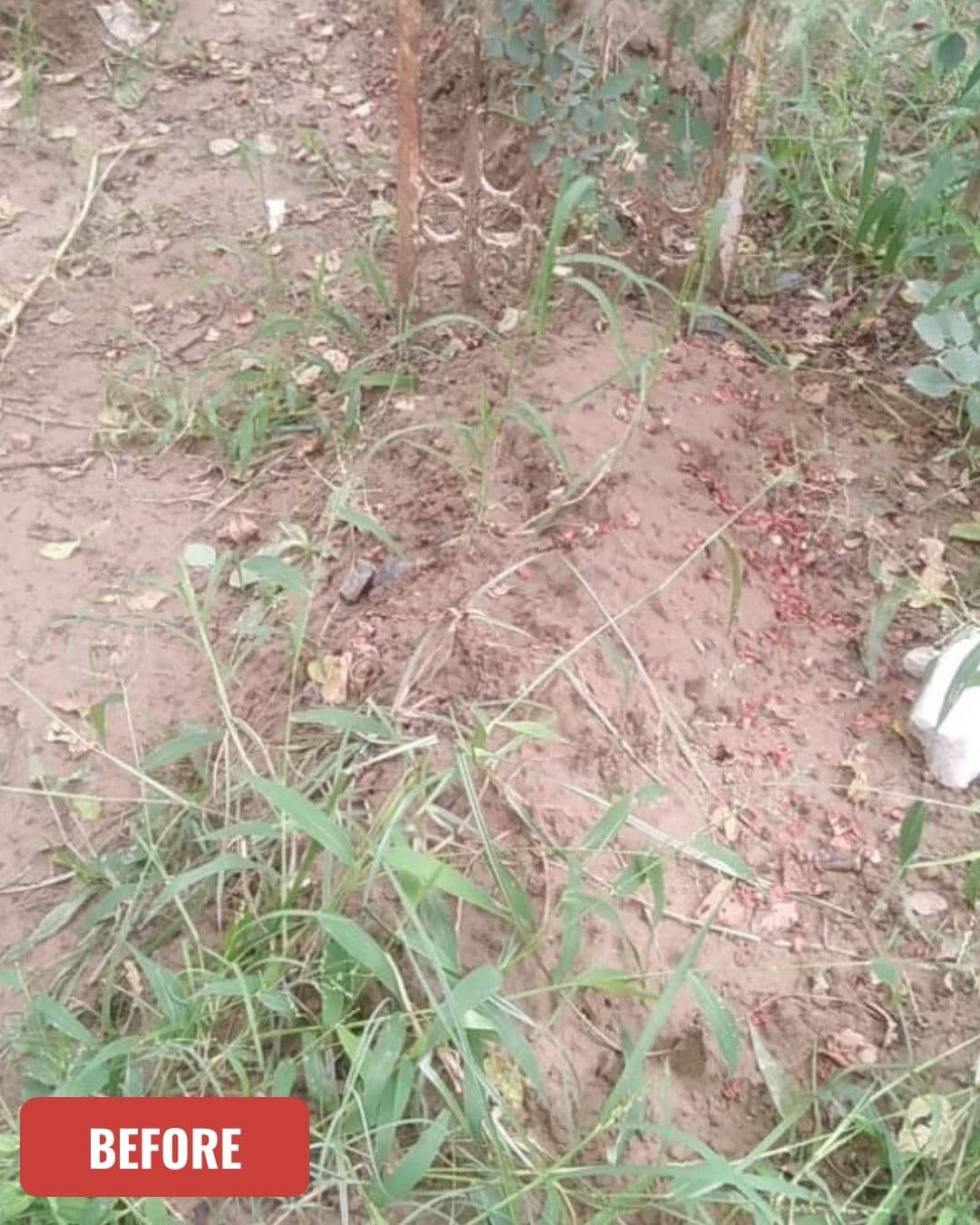 Grave before cleaning in Rawalpindi